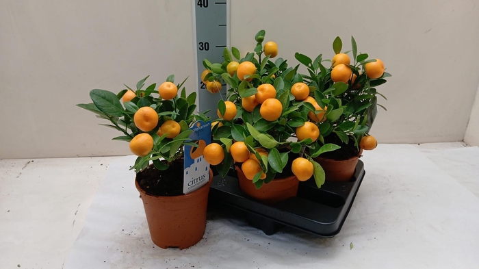 <h4>CITR MICROCARPA</h4>