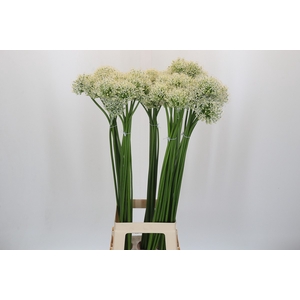 Allium Mount Everest