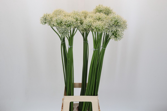 <h4>Allium Mount Everest</h4>