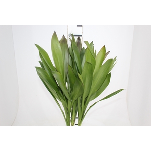 FOLHAGEM DRACENA POA