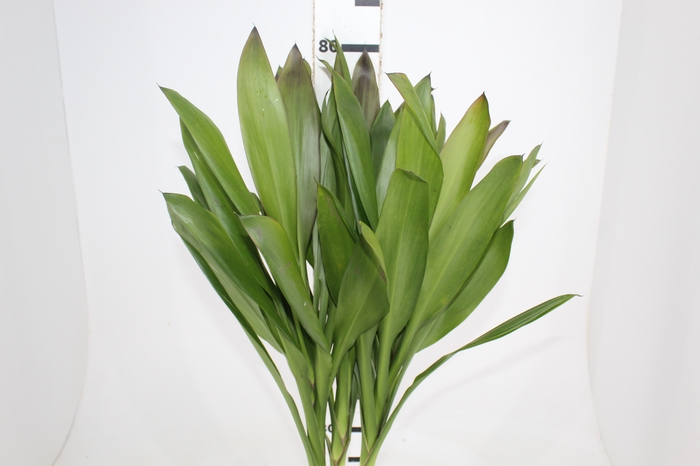 <h4>FOLHAGEM DRACENA POA</h4>