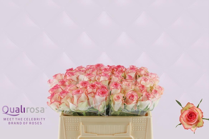 <h4>R Gr Jumilia</h4>