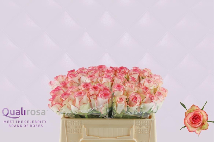 <h4>R Gr Jumilia</h4>