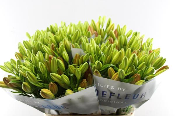 <h4>Li La Vuelta (rood)</h4>