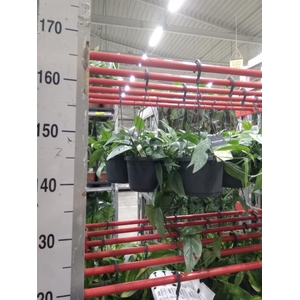 Epipremnum pinn. 'Cebu Blue'