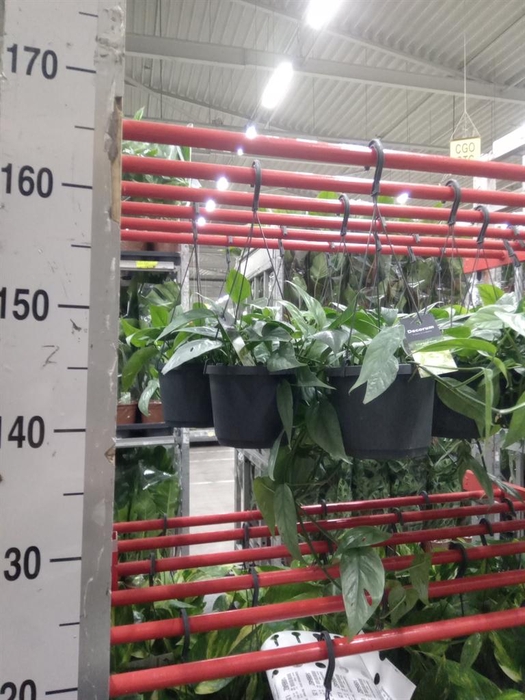 <h4>Epipremnum pinn. 'Cebu Blue'</h4>