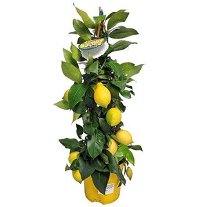 Citrus Lemon Lunario Grafted Pyramid