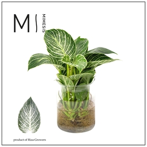 Mimesis Philodendron KARMA White Stripe - Aqua of Karma Melkbus