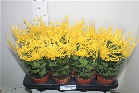 <h4>Chrys Firewo Yellow</h4>