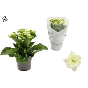 Kalanchoë Perfecta White in Couture sleeve white