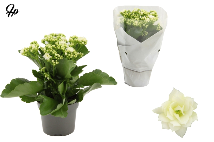 <h4>Kalanchoë Perfecta White in Couture sleeve white</h4>