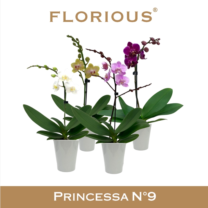 <h4>No9 Phalanopsis 1 Tak mix+Deco</h4>