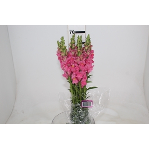 BOCA DE LEAO POTOMAC EARLY ROSE 070 CM