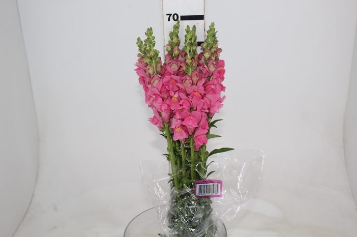 <h4>BOCA DE LEAO POTOMAC EARLY ROSE 070 CM</h4>