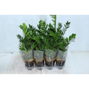 ZAMIOCULCAS P09