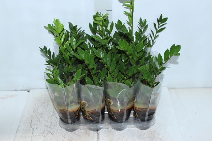 <h4>ZAMIOCULCAS P09</h4>