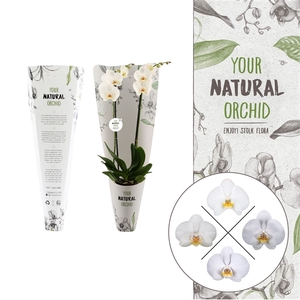 Your Natural Orchid | White in Gift pack | Phalaenopsis 2 spike