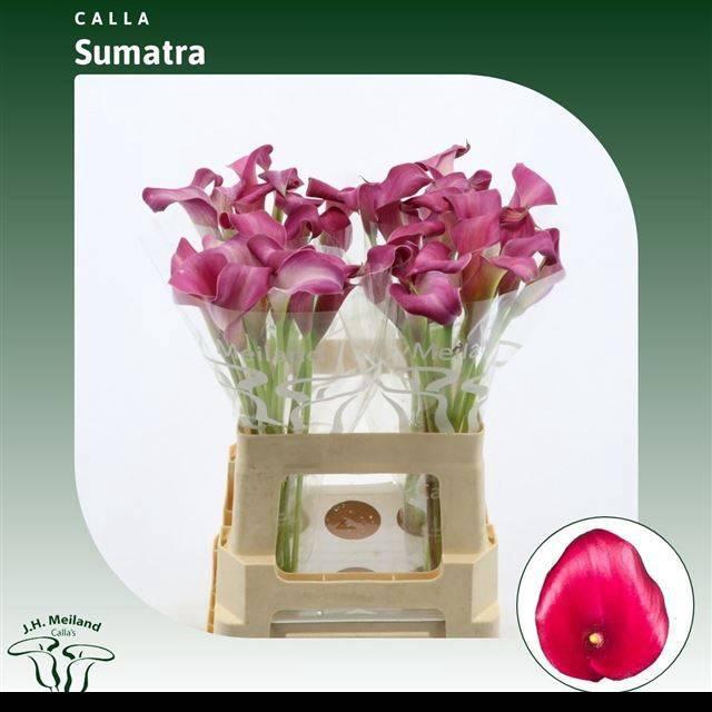 <h4>ZANT SUMATRA</h4>