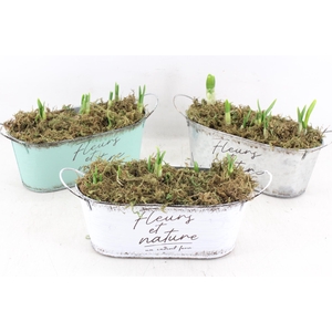 arr4 Narcis FL - Zink ovaal fleurs x7