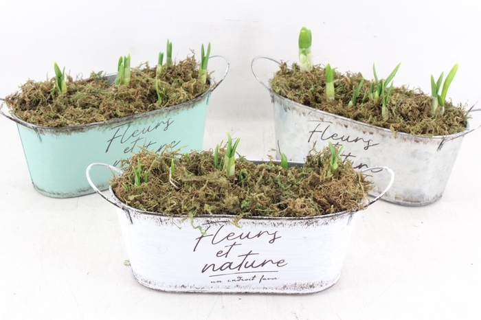 <h4>arr4 Narcis FL - Zink ovaal fleurs x7</h4>