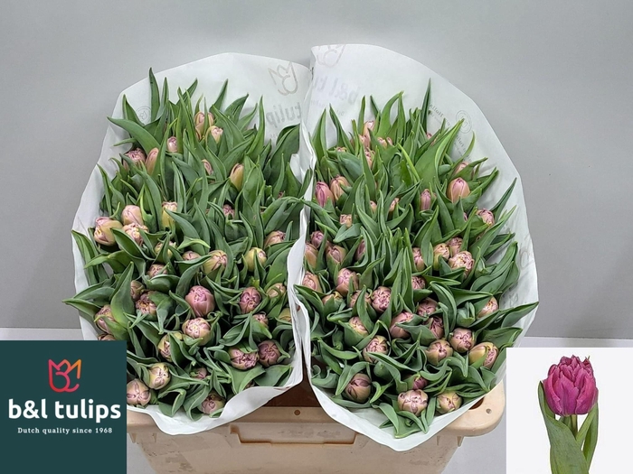 <h4>TU DU KOSADA</h4>