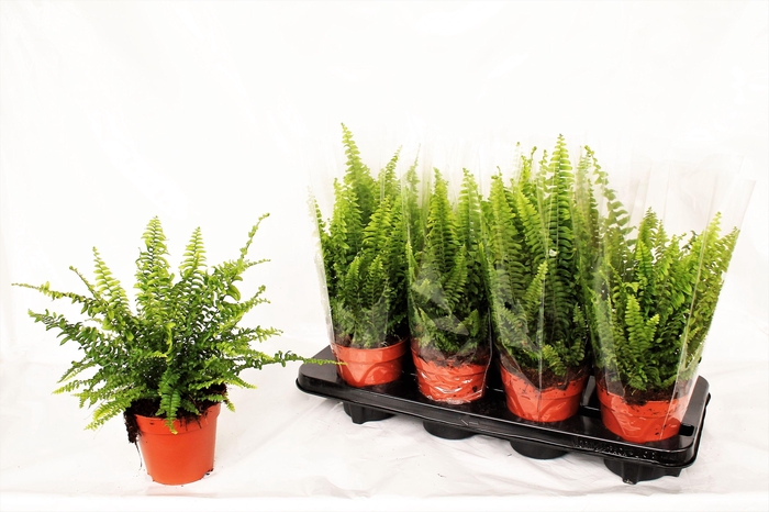 <h4>NEPHR EX GREEN LADY</h4>