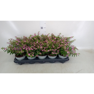 Cuphea hyssopifolia