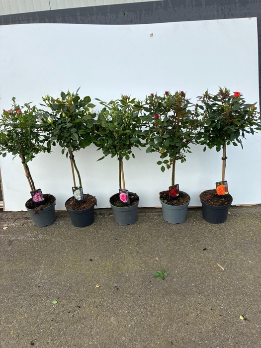 <h4>Rosa ST  ...</h4>