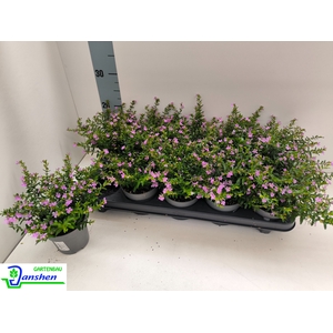 CUPH HYSSOPIFOLIA