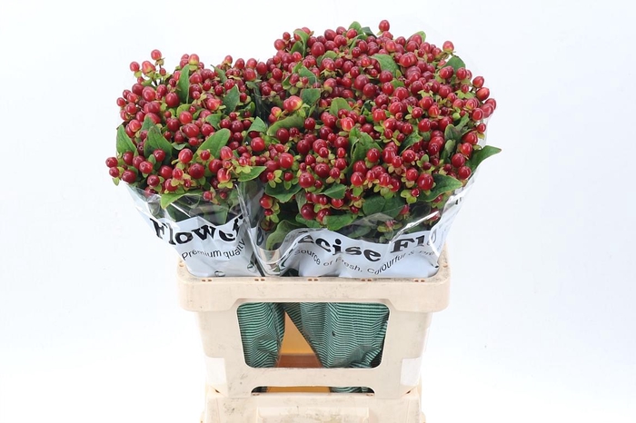 <h4>Hyp Mag Seasons</h4>