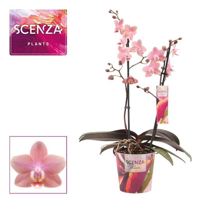 <h4>Phalaenopsis perfíum 2 tak Odorion (Scenza)</h4>