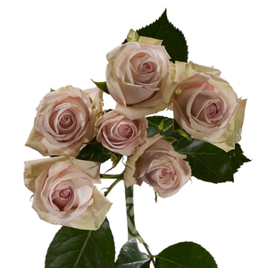 R TR ROYAL PORCELINA Tessa