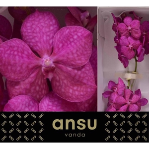 Vanda Tayanee Cerise