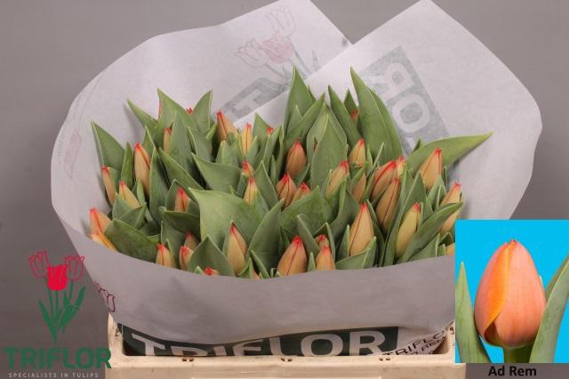 <h4>TU EN AD REM</h4>