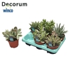 Succulenten Mix (6spc.) (decorum)