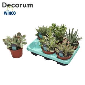 Succulenten Mix (6spc.) (decorum)