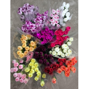 Dianthus st mix in bucket