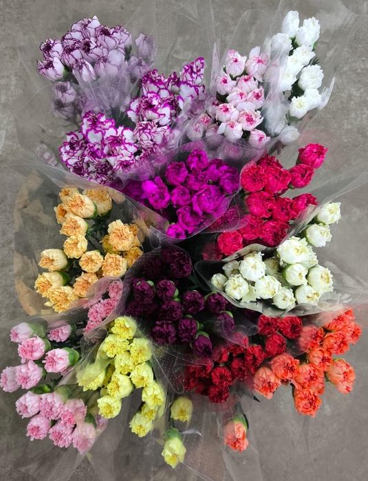 <h4>Dianthus st mix in bucket</h4>