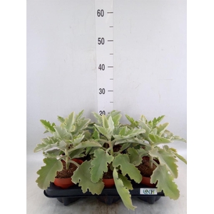 Kalanchoe NF beharensis