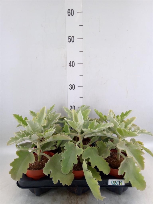 <h4>Kalanchoe NF beharensis</h4>