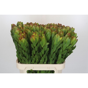 Leucadendron Goldstrike