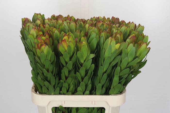 <h4>Leucadendron Goldstrike</h4>