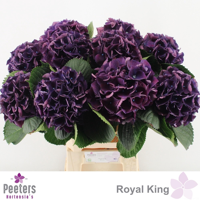 <h4>HYDR M ROYAL KING</h4>