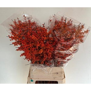 ILEX VE ORANGE GLOW