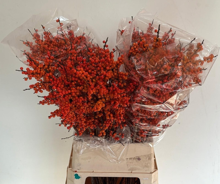 <h4>ILEX VE ORANGE GLOW</h4>