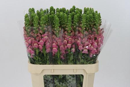 <h4>Antir Mary True Pink It,</h4>