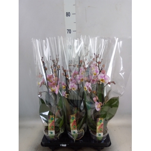 Phalaenopsis  'Corolla Beach'