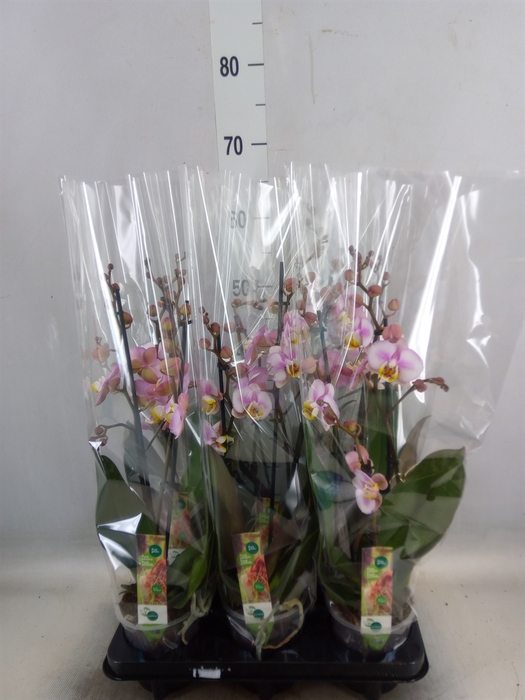 <h4>Phalaenopsis  'Corolla Beach'</h4>