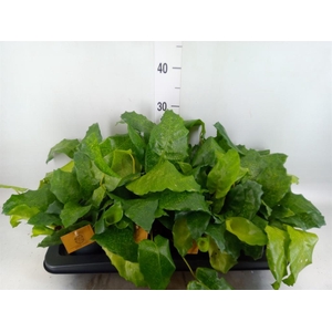 Calathea   ...