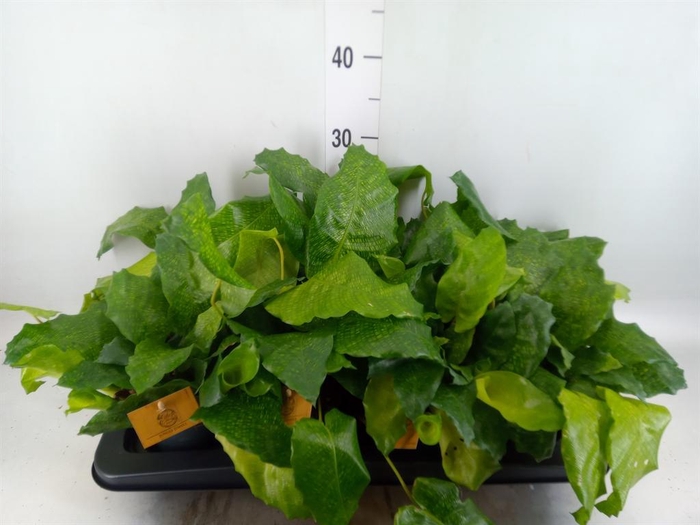 <h4>Calathea ...</h4>